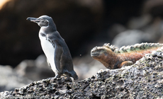 Galapagos-Tiere54.jpg